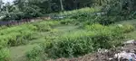 Edapilly paravur road thathapilly 4.250 cent house plot