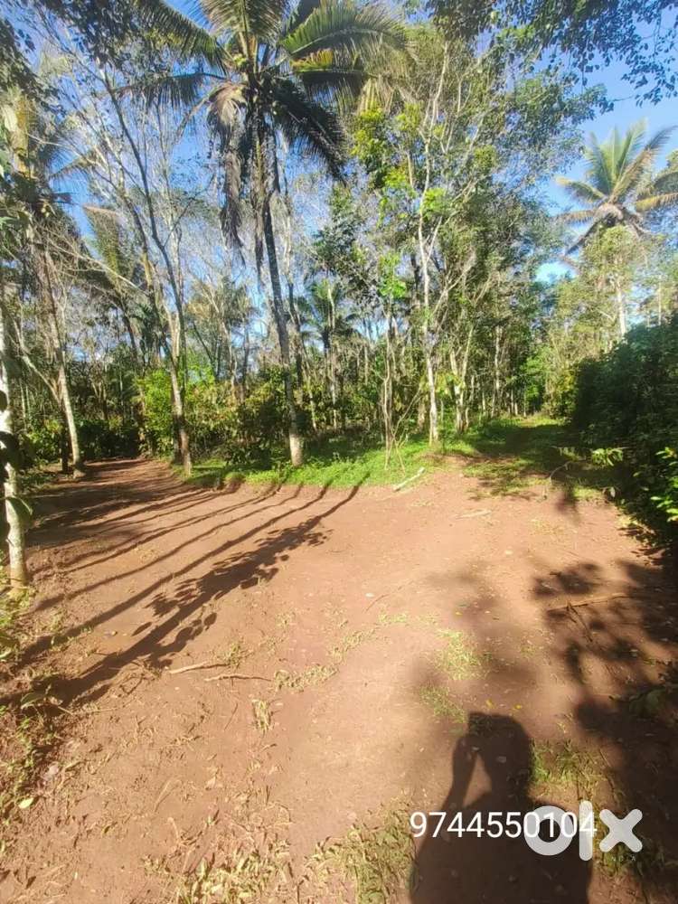 50 Cent Residential Plot for Sale – Peaceful Location