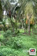 Mango farm for sale in Vilayodi, Palakkad