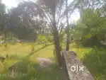 11cent plot main road FRONTAGE near maruthorvattam cherthala