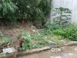 Humming cootrie Kachna plot