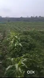 SONPUR PAHLEJA AGRICULTURE 1 KATTHA LAND NEAR RAILWAY STATION