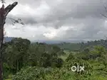 10 acres coffee estate