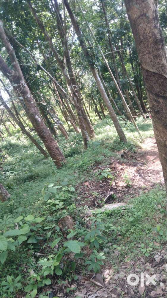 Plot for sale total 50 cent