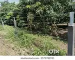 4 Guntha, Bunglow plot for sale at URAN- Bori Pakhadi