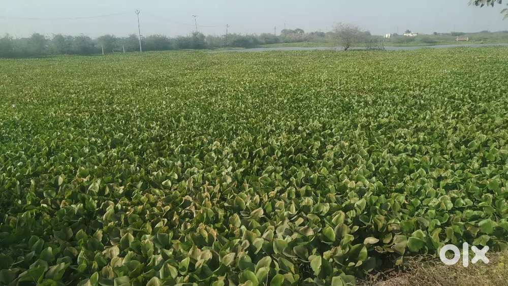 2  Bigha Agriculture land