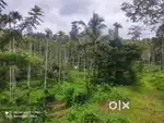 1.30 Acre Plot with House in Moonanakuzhy! Wayanad