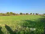 2.75 बीघा ग्राम-पार, (ग्राम बनवार 4 कि.मी. पश्चिम की ओर) ग्वालियर
