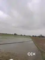 8 Bigha land on dammer road near Ghatampur & Neyveli Plant