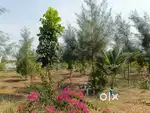 FARM LANDS FOR SALE AT ADDANKI # Sq.Yard at Rs.845 # Best Investment