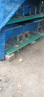 Bird cage for sale