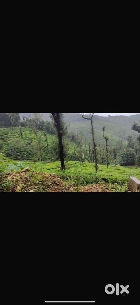 1000 Acers tea 400 Acers coffee