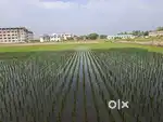 Land for sale backside of Annai College Kovilacheri