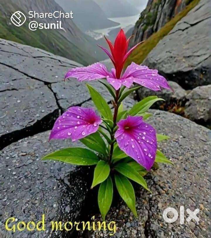 Chole bhature and fastfood