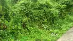 Rubber estate at thannithod pathanamthitta