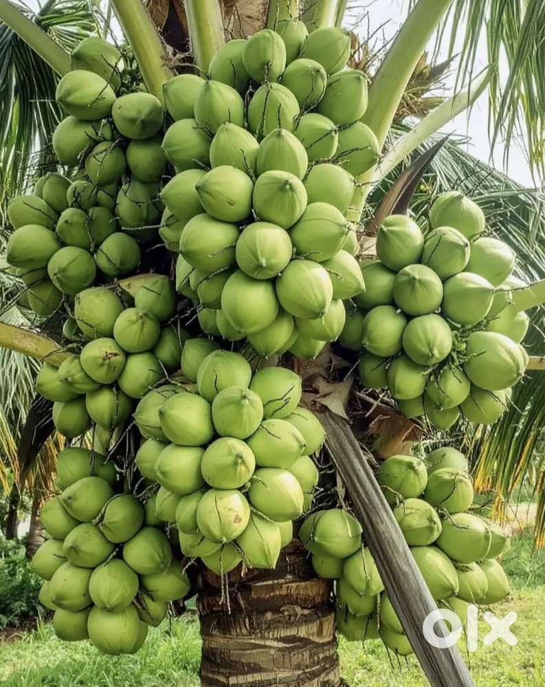 അഗ്രികൾച്ചർ മാർക്കറ്റിങ് മാനേജർ