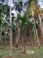 FARMHOUSE RIVER TOUCH PLOT,MELAULI SATTARI, 2300SQMTS , @₹1699/SQMTS