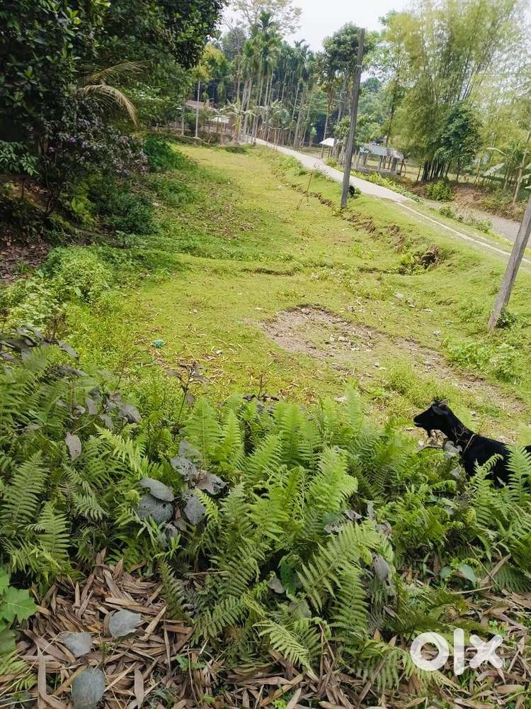 Commercial Land in Dooars, Lataguri of 8.5 katah, beside NH-12