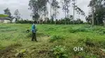 grass cutting, പുല്ല് വെട്ടി കൊടുക്കും.