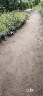11.5 plot sale. 375000 per sent