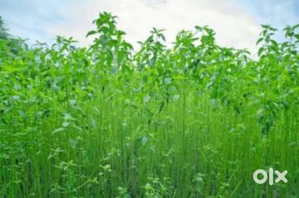 49 സെന്റ്  1800qt house