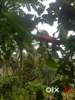 14 cent land for sale  ,750 meter  around mercy  hospital  kondotty.