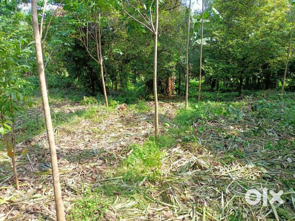 1.16 Acre Land for Sale Near Nellimolam  Ideal for Poultry / Farming