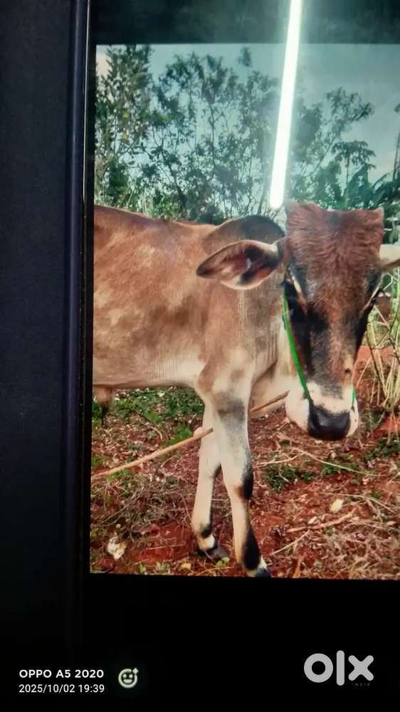 நாட்டு மாடு விற்பனைக்கு