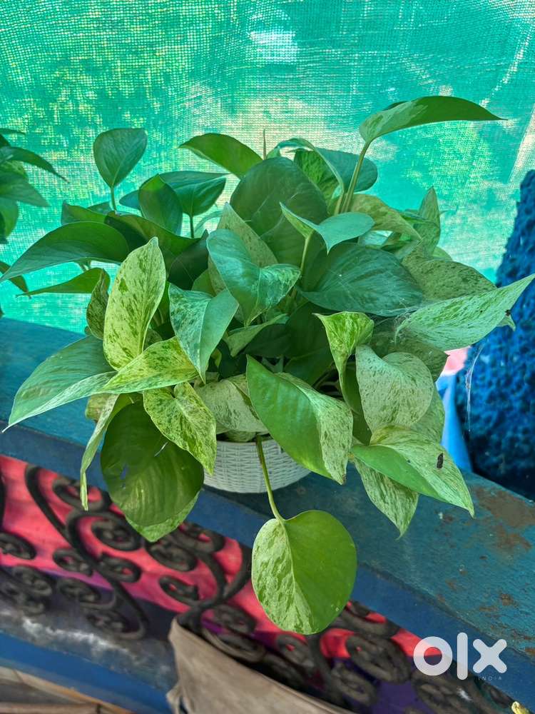 Money plant two different type NEGOTIABLE with hanging pot