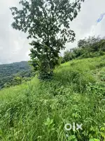 14 bigha land kanswali 90 lacs per bigha