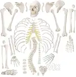 PVC Bilateral Human Skeleton Bone Set–Excellent Condition(Medical use)