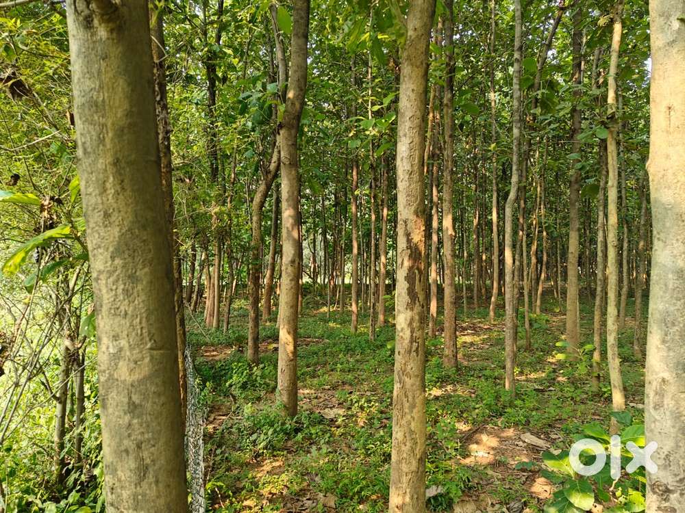 Taulipali near highway