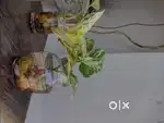 Money plant in water pots