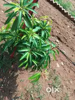 10 lks plot, 100 months lo retten 10 lks. Yearly 4 lks