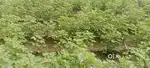 Land for sale (vayal)