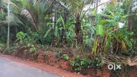P-00809: Plot For Sale In Kadirur, Kannur