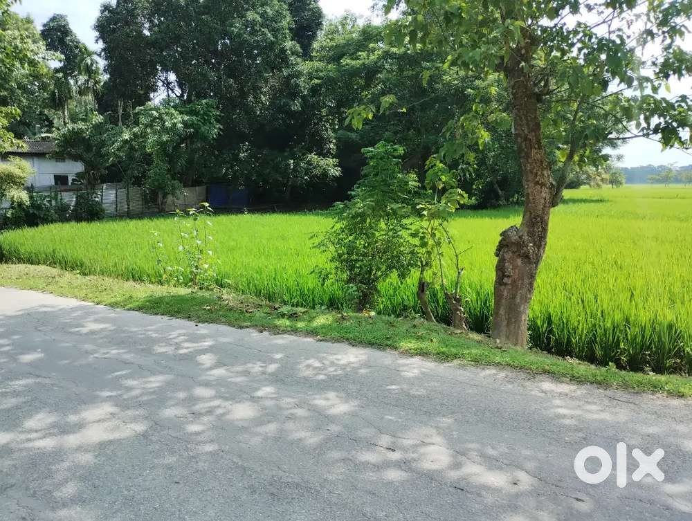 1 Bigha plot along roadside near baihata Chariali road