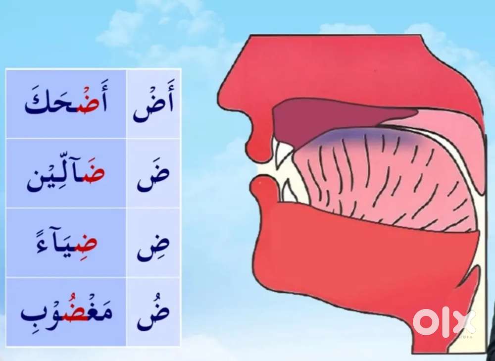 Teach Quran arabic with tajwed translate professional