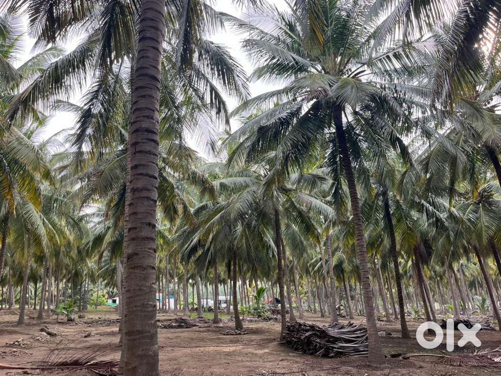 8.50acre coconut farm sale