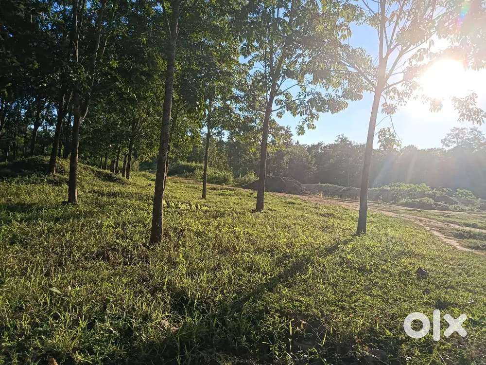 Dry land with electricity and road attached on all sides for sale