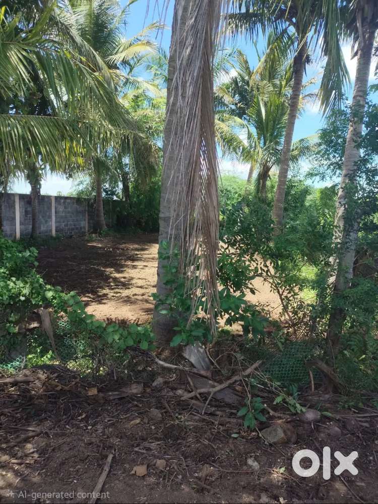 East Facing land well maintained with lot of tress and fence.