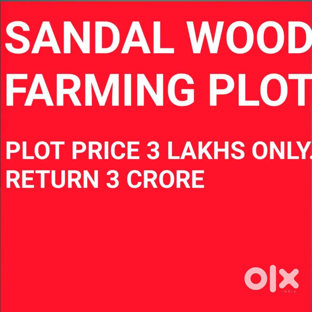 White sandal wood farming project in Bhapur Atahagarh Cuttack Odisha