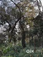 Cardamom Estate on Hilltop -6lakhs per cent (50cents Land)