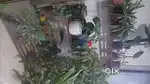 Plant stands
