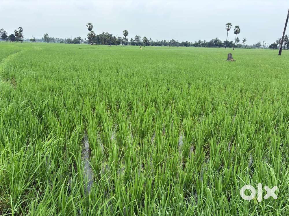 Half acre agriculture land for sale