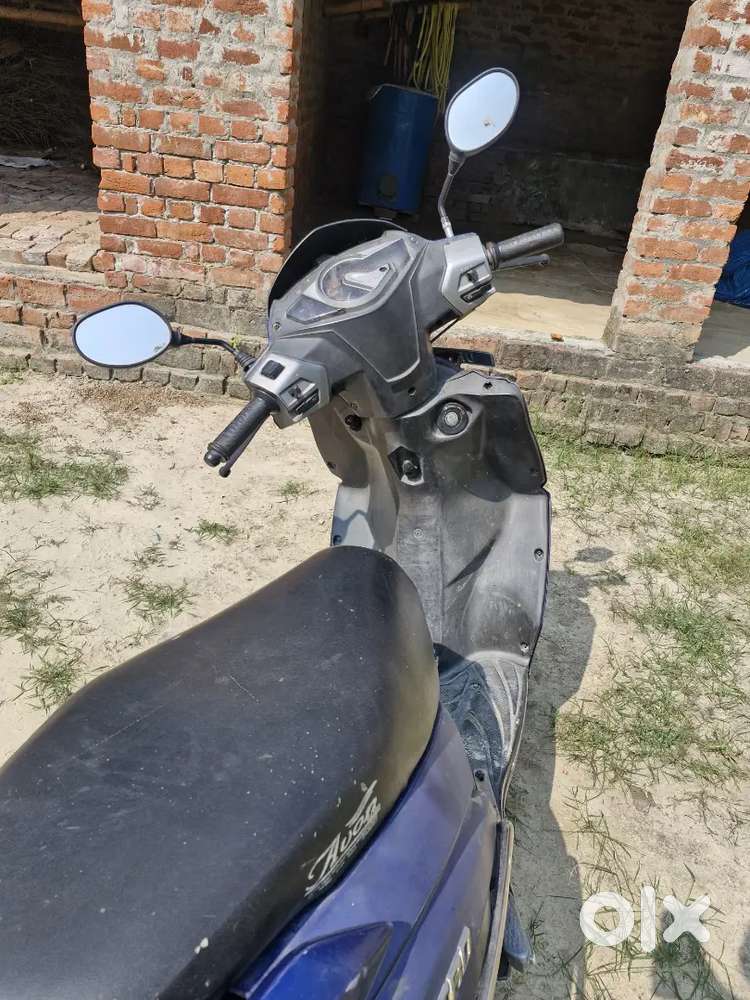 Scutty gau