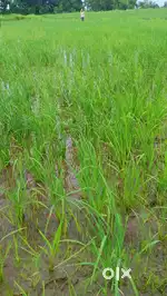 Agriculture land sakr