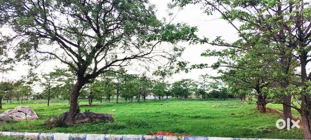 Plots for sale at Chegur near Timmapur