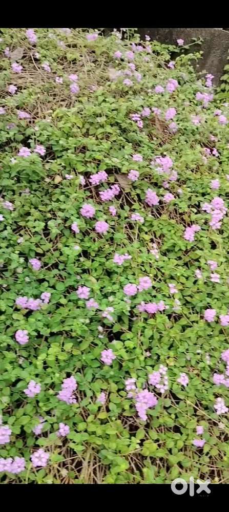 Mangaldoi property for sell at 2 no Majgaon