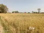 Agriculture land sale at Village rawalia, Nimbahera